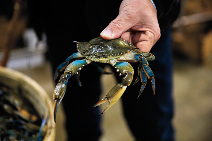 Wild live hard shelled crabs caught in the Atlantic Ocean 