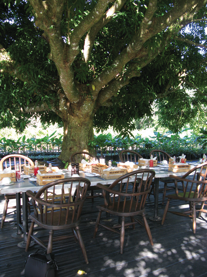 Breakfast is served under an old mango tree