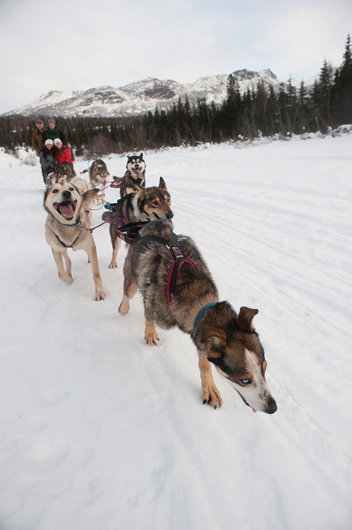 Animal-Encounters-Dog-sled