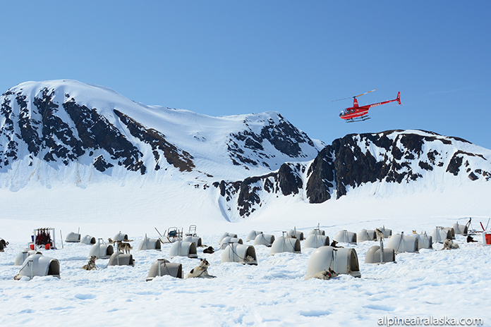 AnimalEncounters_Glacier