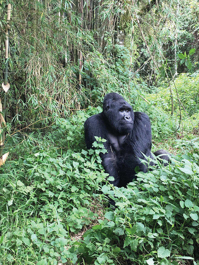 AnimalEncounters_Gorilla