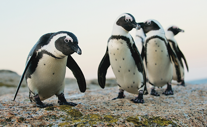 AnimalEncounters_Penguin