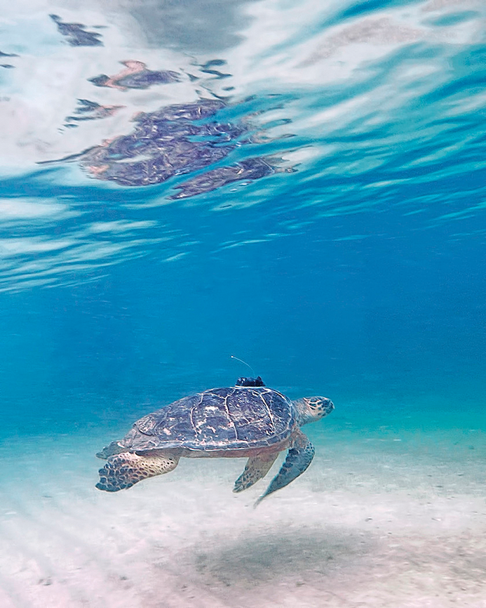 AnimalEncounters_Turtle