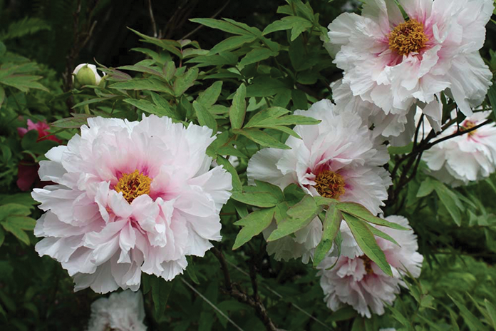 Pink tree peonies