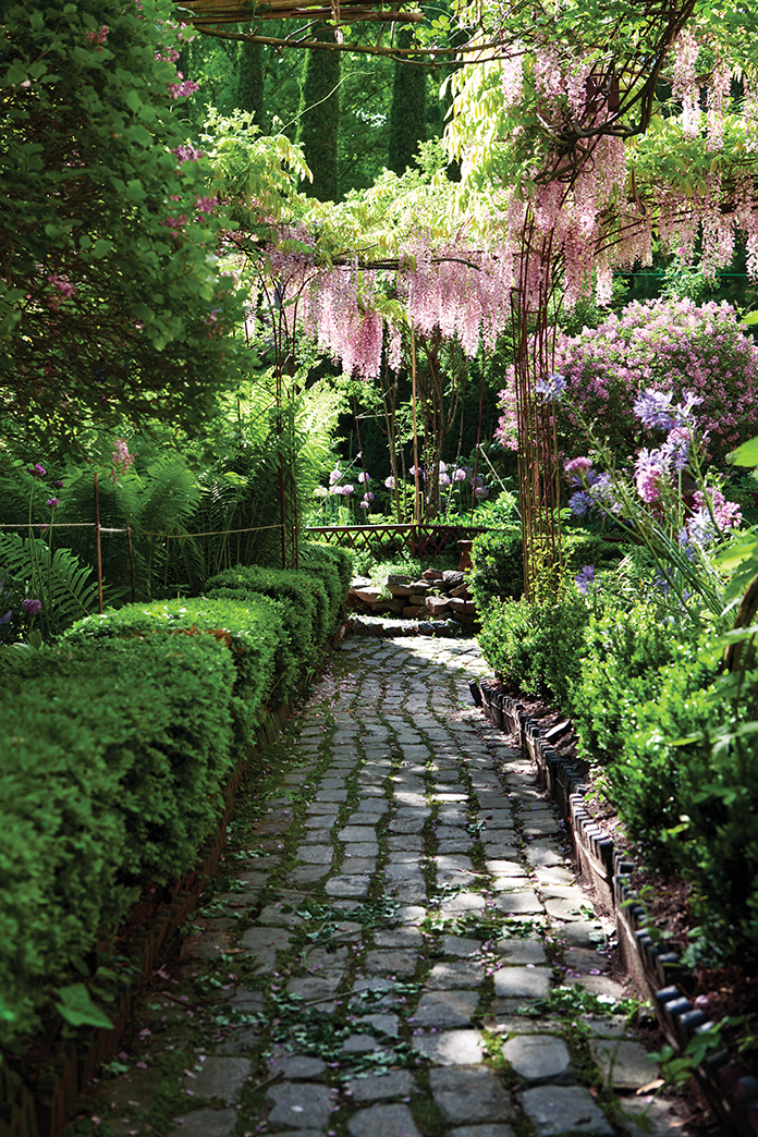 A garden pathway is shaded by pink wisteria and planted with alliums and camassia.