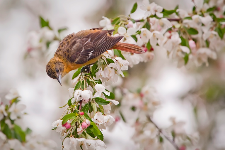 audobon-bird