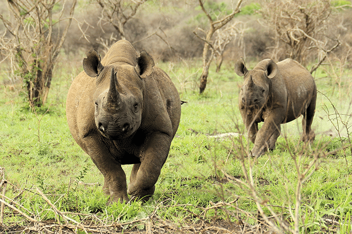 South Africa Rhino