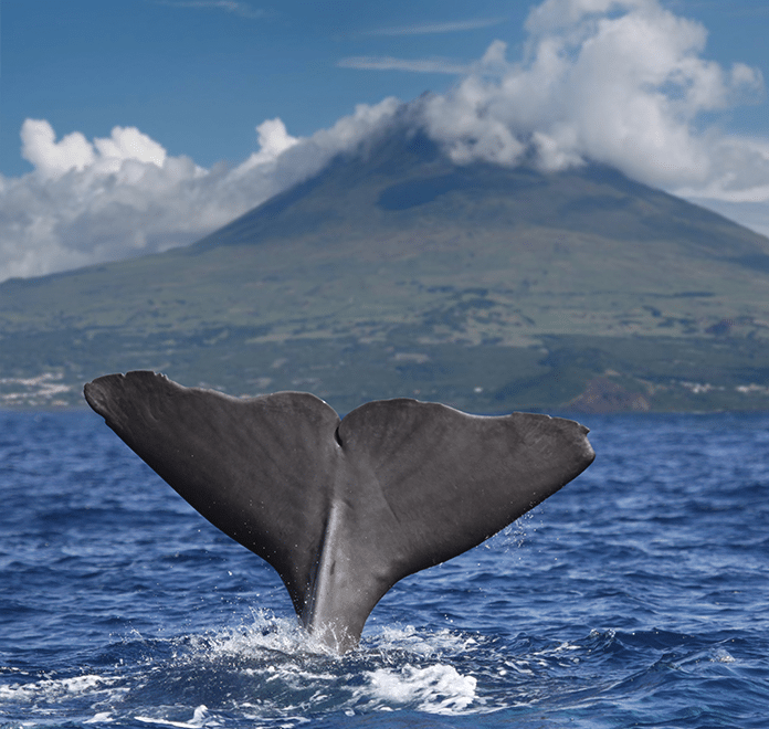 Whale