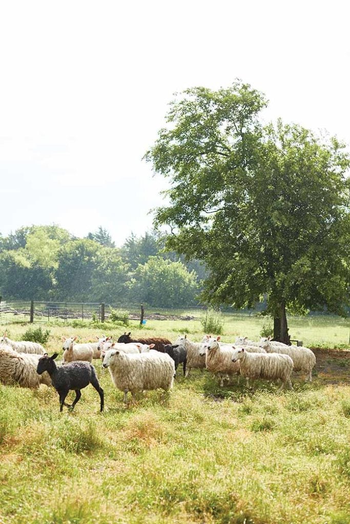 Elizabeth Eakins Sheep