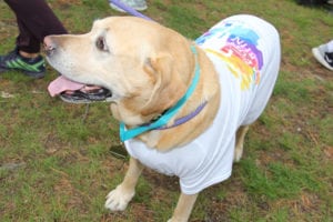 serendipity fun run