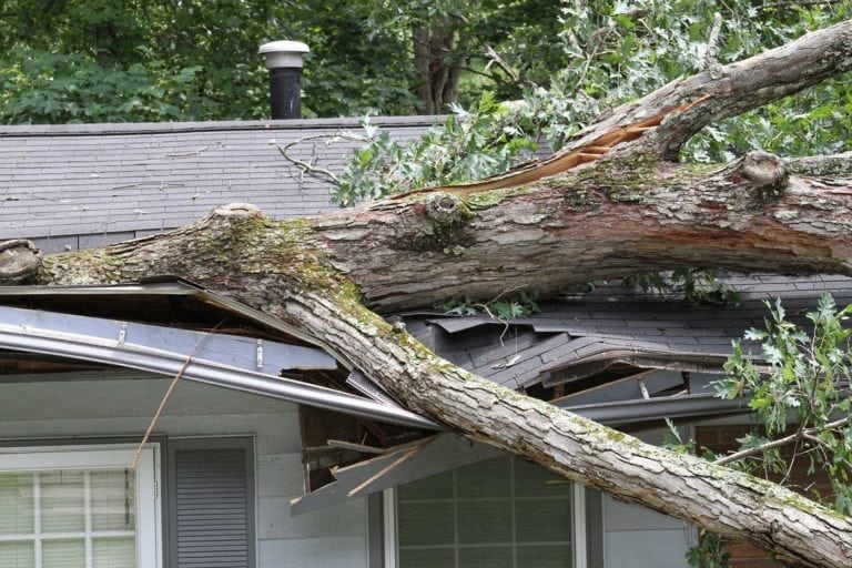 tree fallen on house