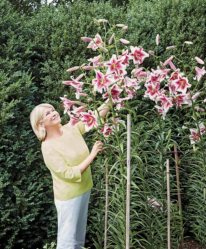 Martha Stewart Gardening