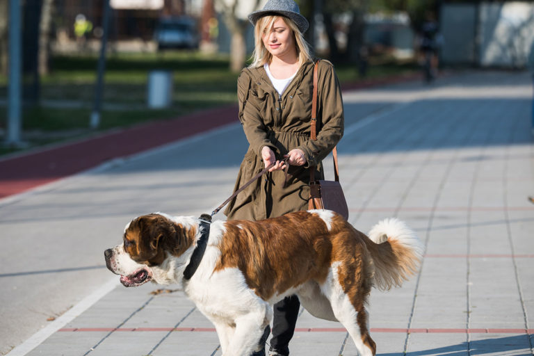 dog home insurance