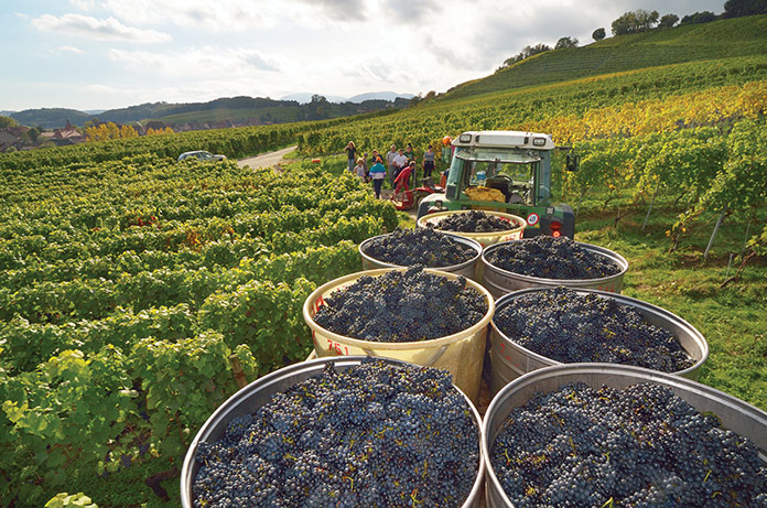 Travelers can walk inches from ripening grapes.