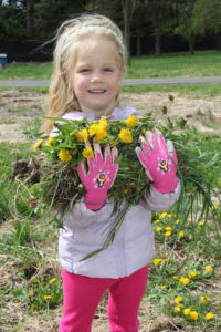 Earth Day volunteer weeds the meadow