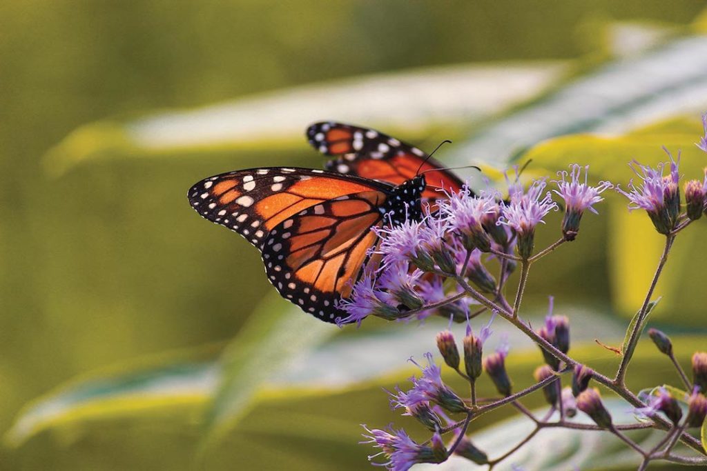 Butterfly sitting on a flower