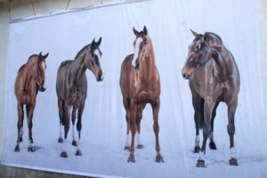 Banner of Horses