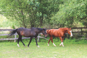 Image of horses