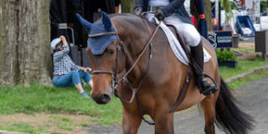 Image from Ox Ridge Charity Horse Show