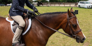 Image from Ox Ridge Charity Horse Show