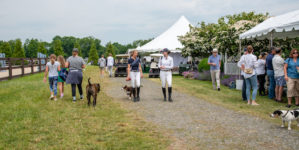 Image from Ox Ridge Charity Horse Show