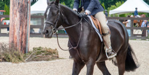 Image from Ox Ridge Charity Horse Show