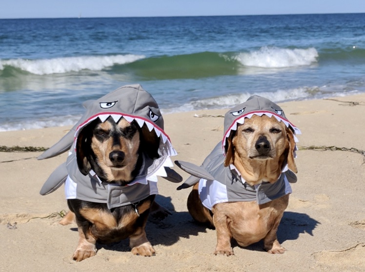 Dashounds in Shark Outfit