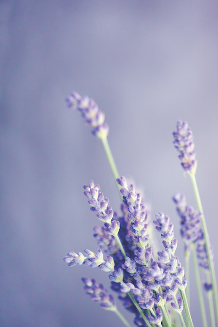 Lavender