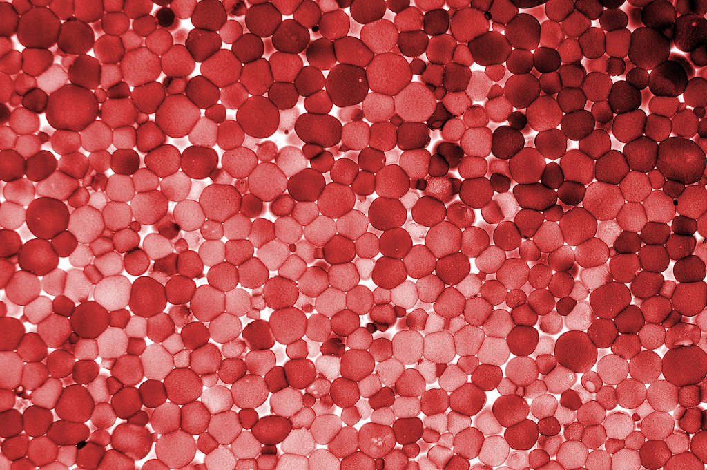 Blood cells