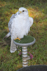 Audubon Hawk Watch