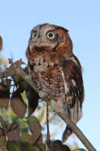 Audubon Hawk Watch