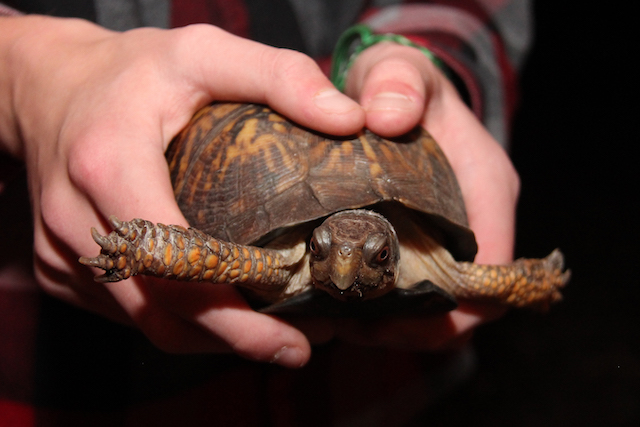 Eastern Box Turtle - Elma