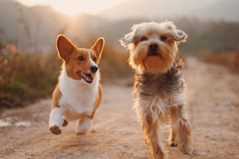 running dogs