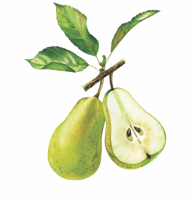 pear